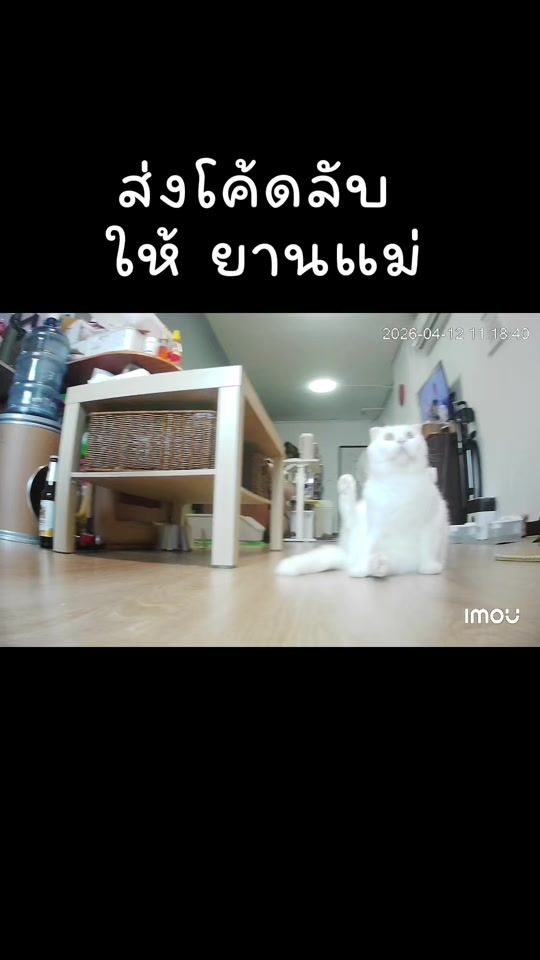 TikTok video thumbnail by pangpingfamily