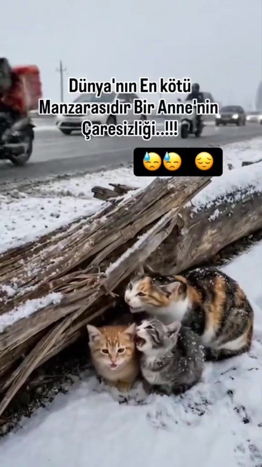 TikTok video thumbnail by hepaglatilar0149