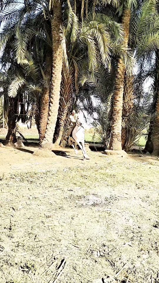 TikTok video thumbnail by user1687225715938