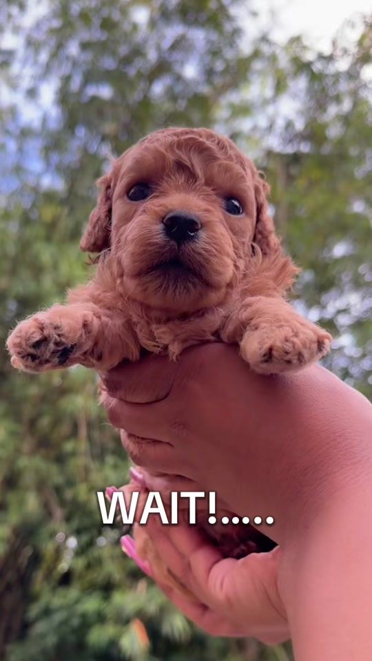 TikTok video thumbnail by poodlefactory_