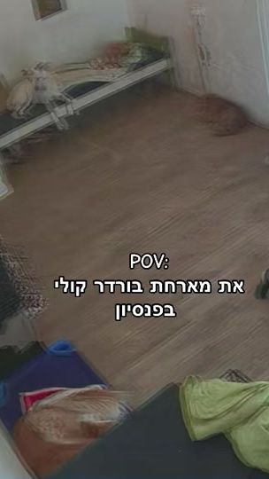 TikTok video thumbnail by mors.dogs