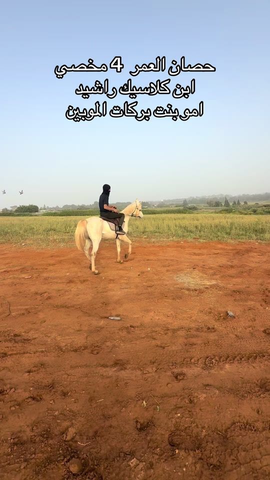 TikTok video thumbnail by adnan_hors