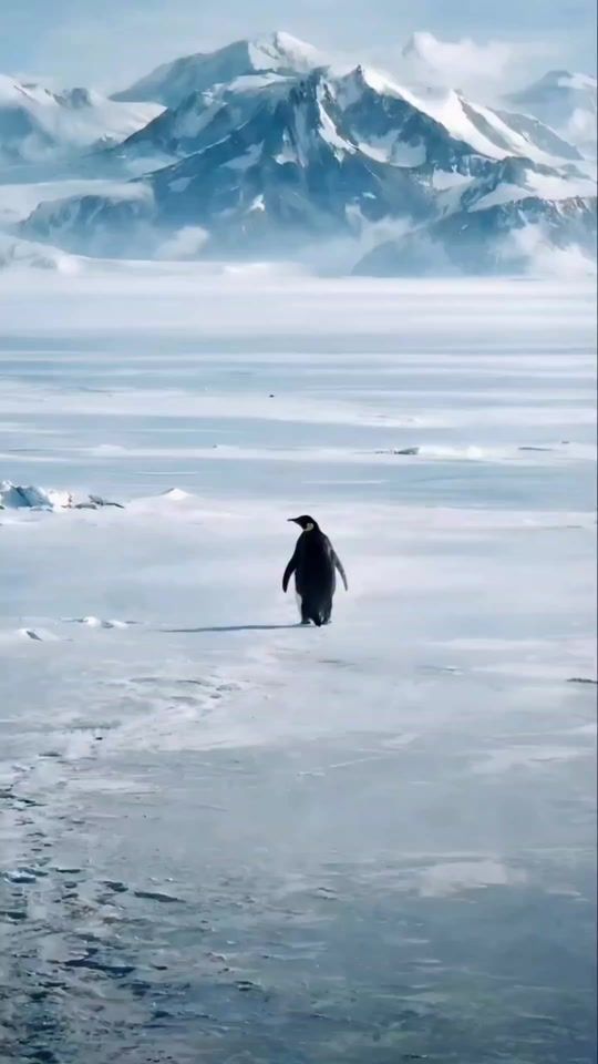 TikTok video thumbnail by t.me.silaslovv