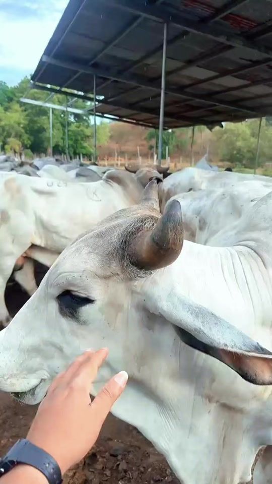 TikTok video thumbnail by dioris.moreno