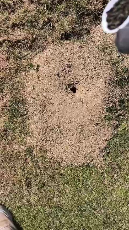 TikTok video thumbnail by thegrassbarber
