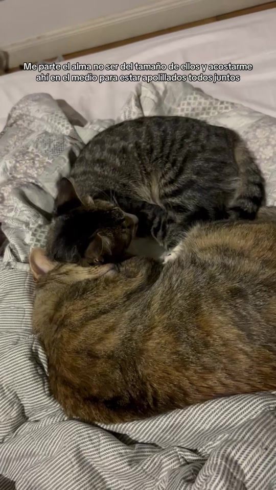 TikTok video thumbnail by kira.thecat
