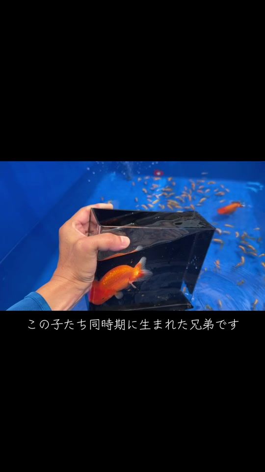 TikTok video thumbnail by himemedaka