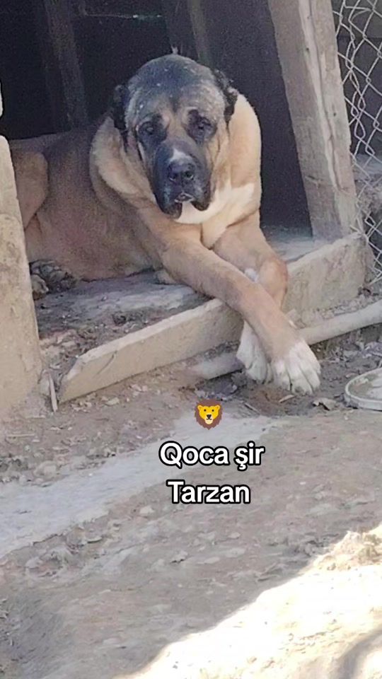 TikTok video thumbnail by 85_ugur_085