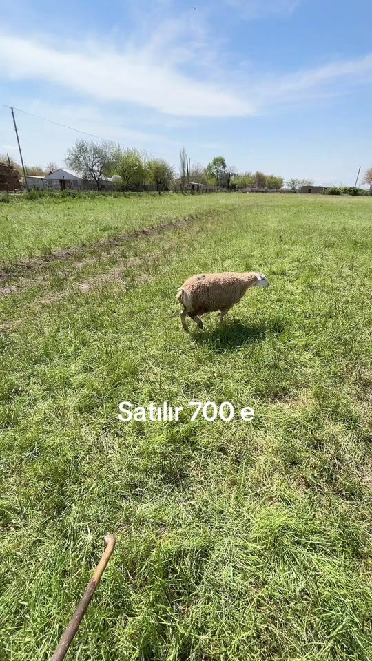 TikTok video thumbnail by esed..usda.beyleqanli