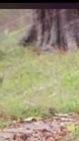 TikTok video thumbnail by danit4all