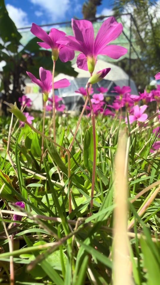 TikTok video thumbnail by posadasdecuchillaalta