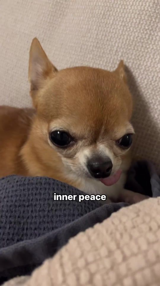 TikTok video thumbnail by pipinofina