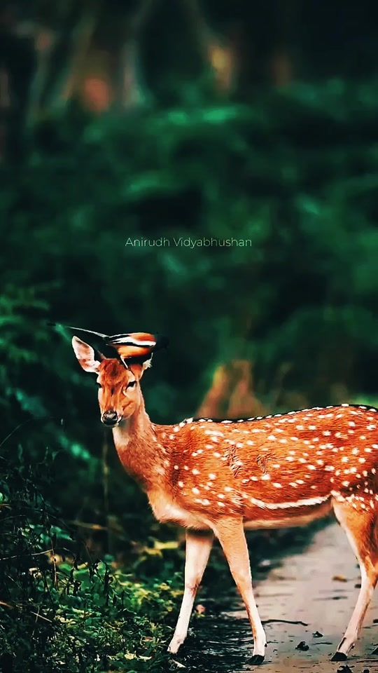 TikTok video thumbnail by amin_ramil22