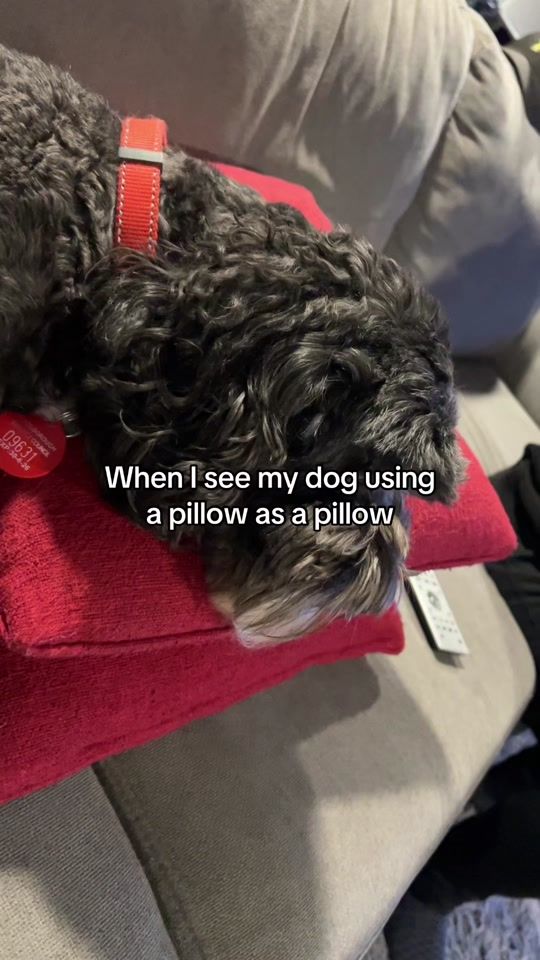 TikTok video thumbnail by shamefulfrog