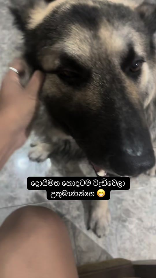 TikTok video thumbnail by shadow_gsd_pup