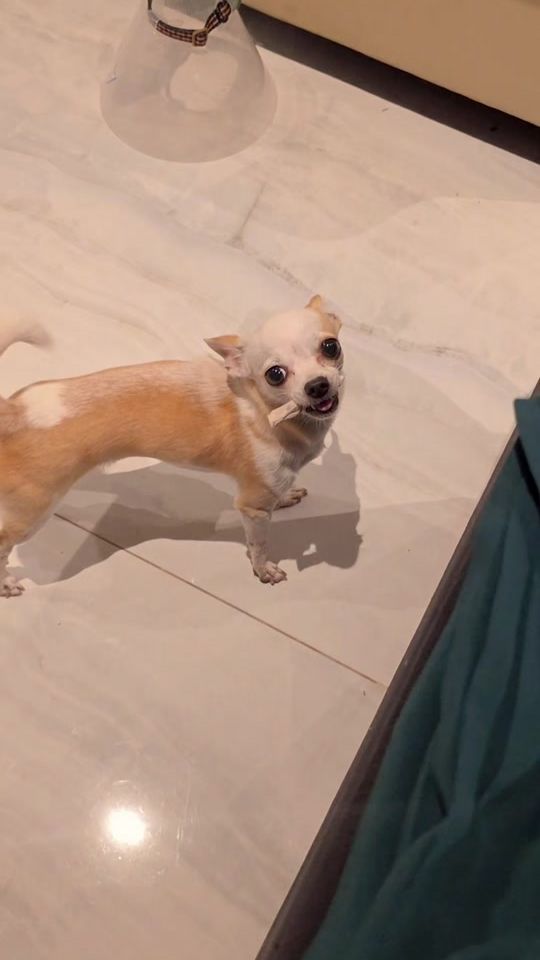 TikTok video thumbnail by rafaribeee