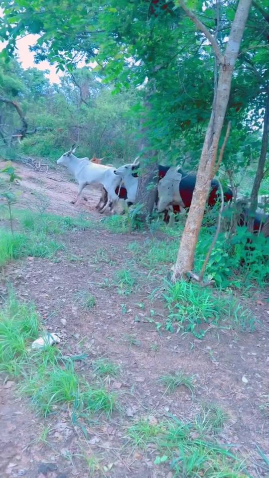 TikTok video thumbnail by evra.fulani