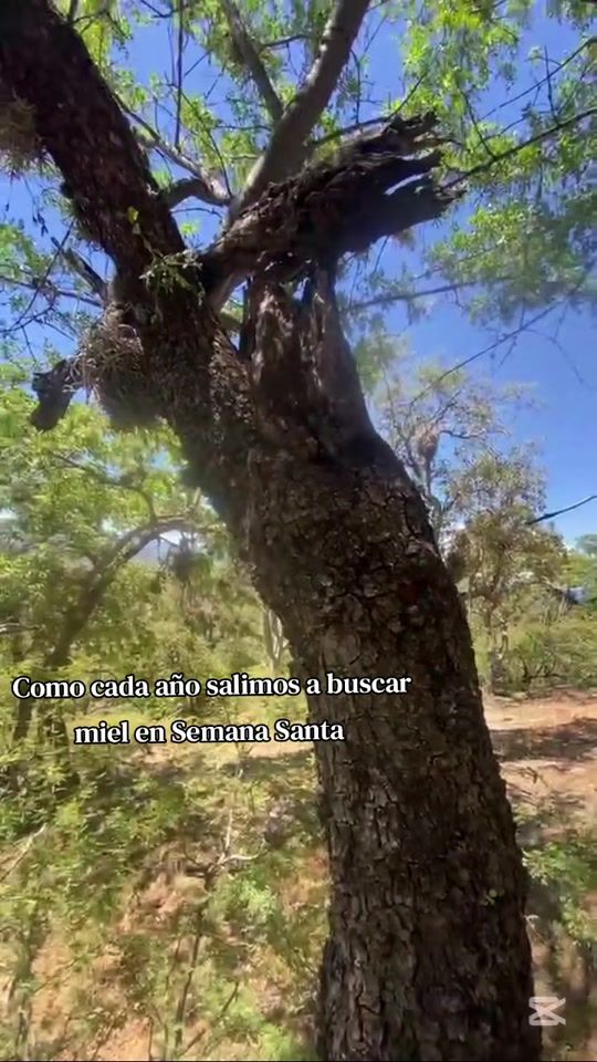 TikTok video thumbnail by hectorarceoficial