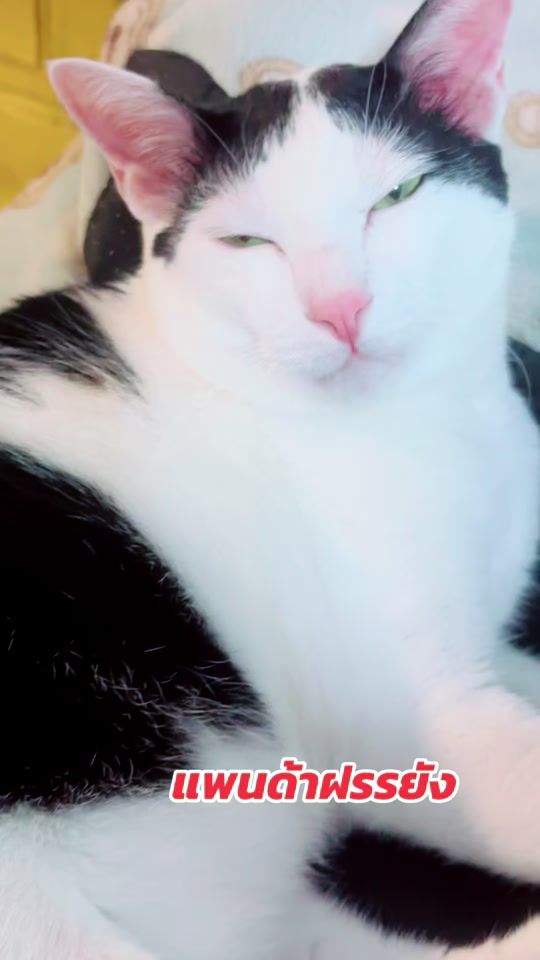 TikTok video thumbnail by nuttarichut