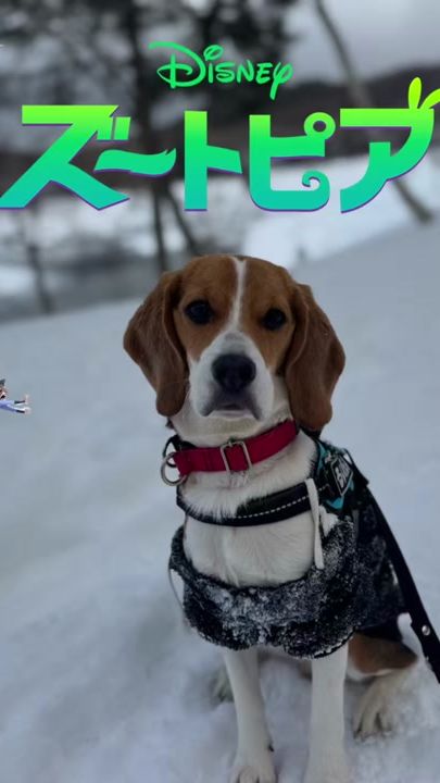 TikTok video thumbnail by rui_snoopy