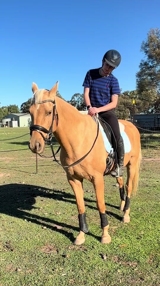 TikTok video thumbnail by equine.wilkinson