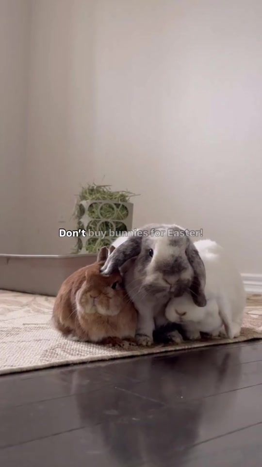TikTok video thumbnail by blancobun