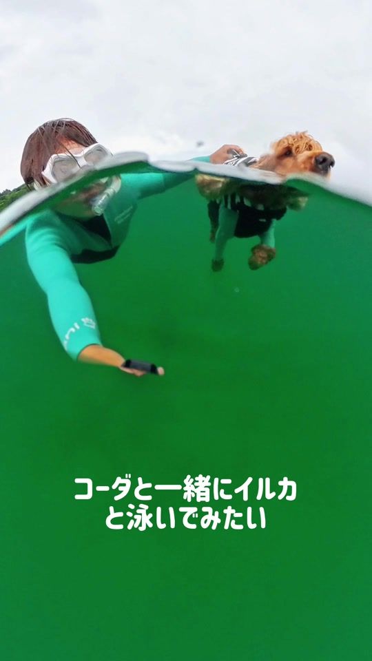 TikTok video thumbnail by codasurfingdog