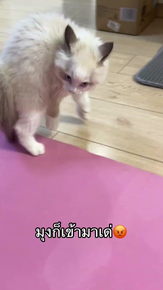 TikTok video thumbnail by yitai52