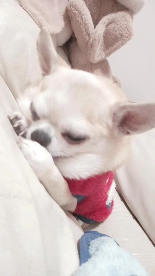 TikTok video thumbnail by rinka3583