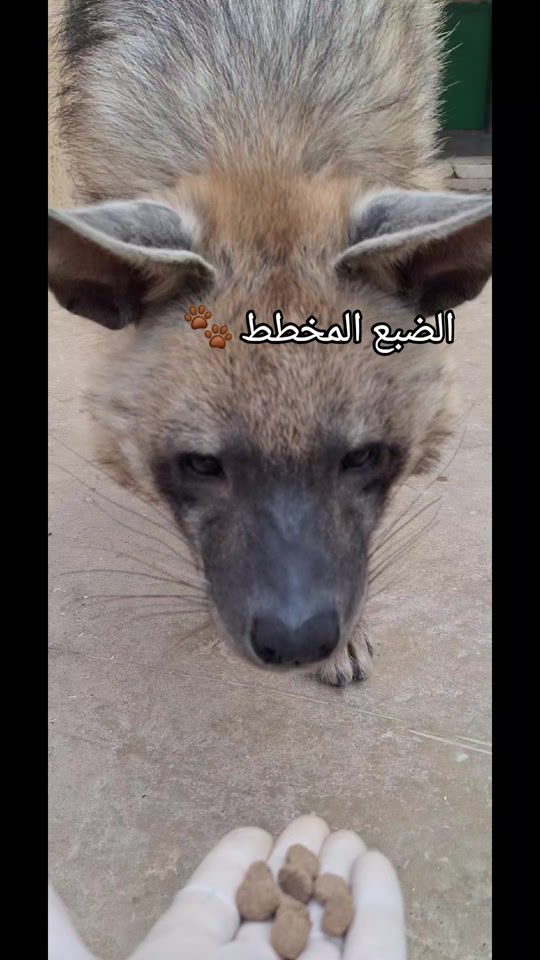 TikTok video thumbnail by mustafa.755