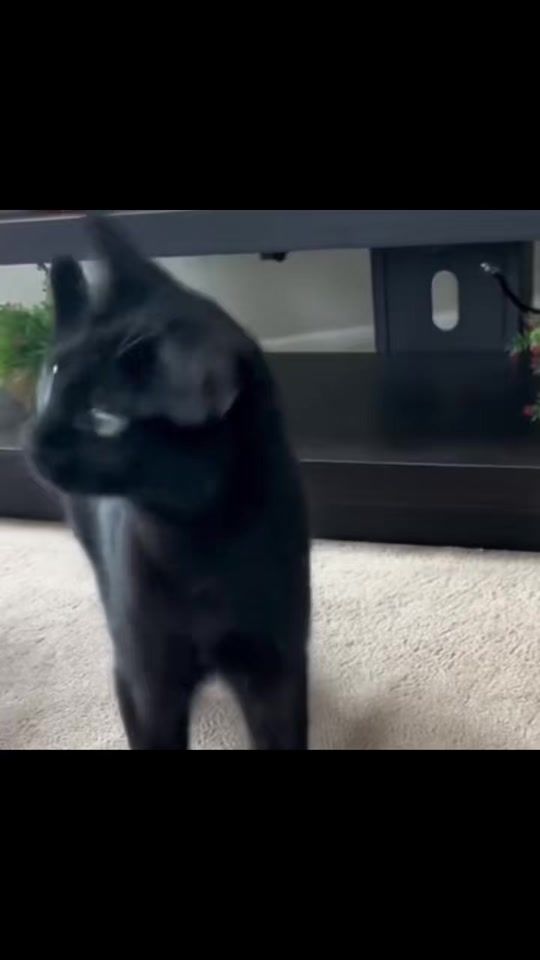 TikTok video thumbnail by _lovill