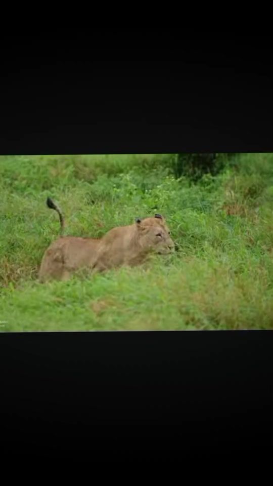 TikTok video thumbnail by wildking59