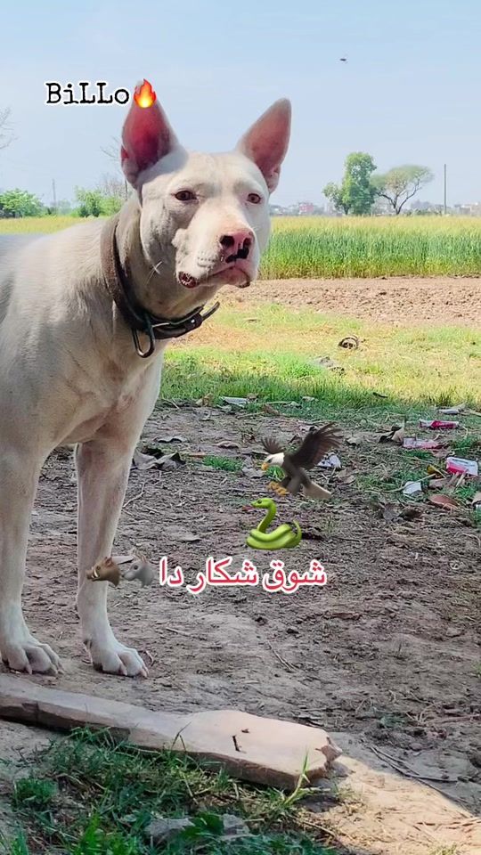 TikTok video thumbnail by ch_adeel_jutt_008