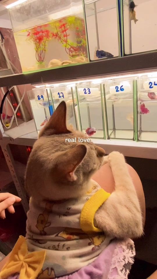 TikTok video thumbnail by wildbetta96