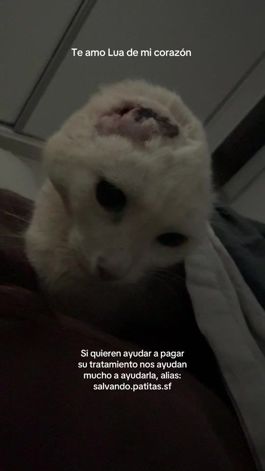 TikTok video thumbnail by sofiarecce