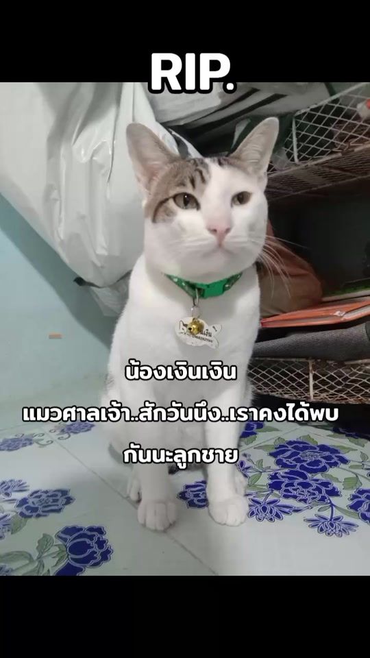 TikTok video thumbnail by sirimanongsonboon