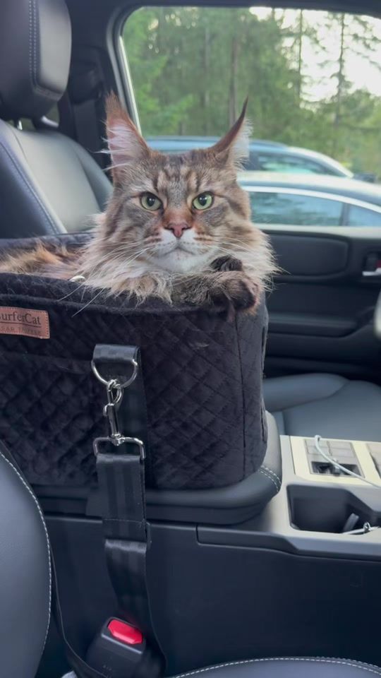 TikTok video thumbnail by a.cat.named.fig