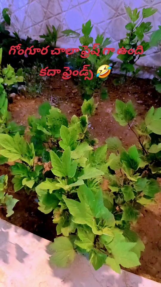 TikTok video thumbnail by ravitejaraviteja628