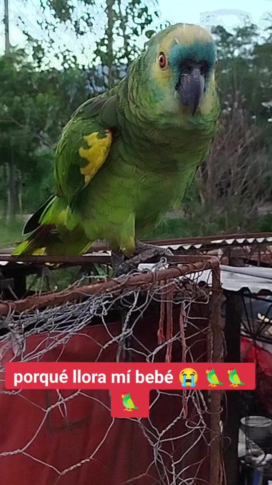 TikTok video thumbnail by solcitoladiabla66