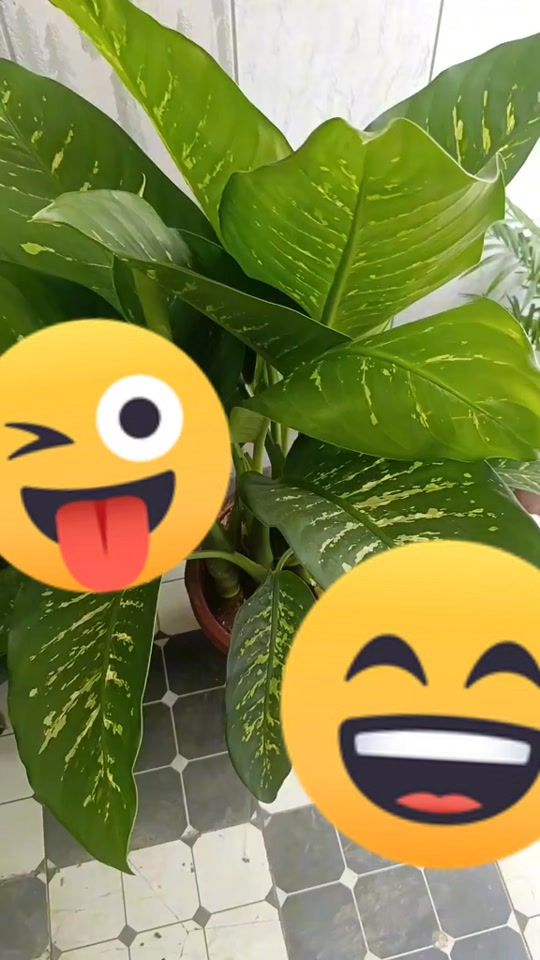 TikTok video thumbnail by ummigulsum5