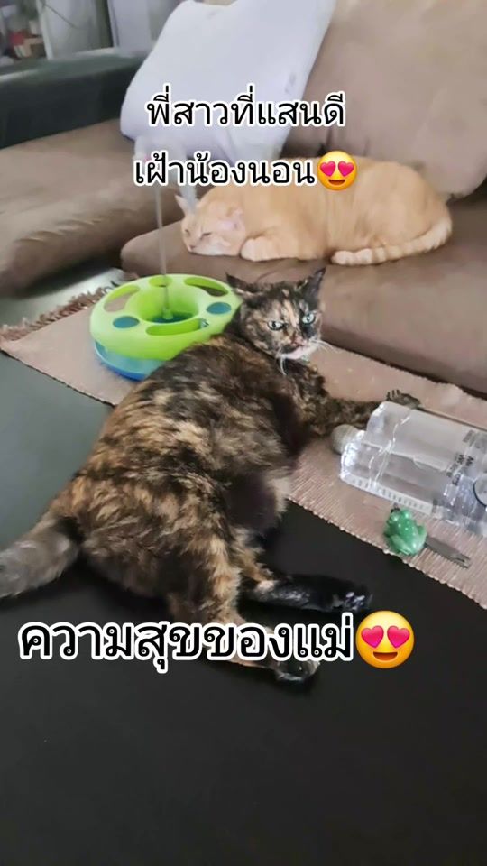 TikTok video thumbnail by loveyayee1