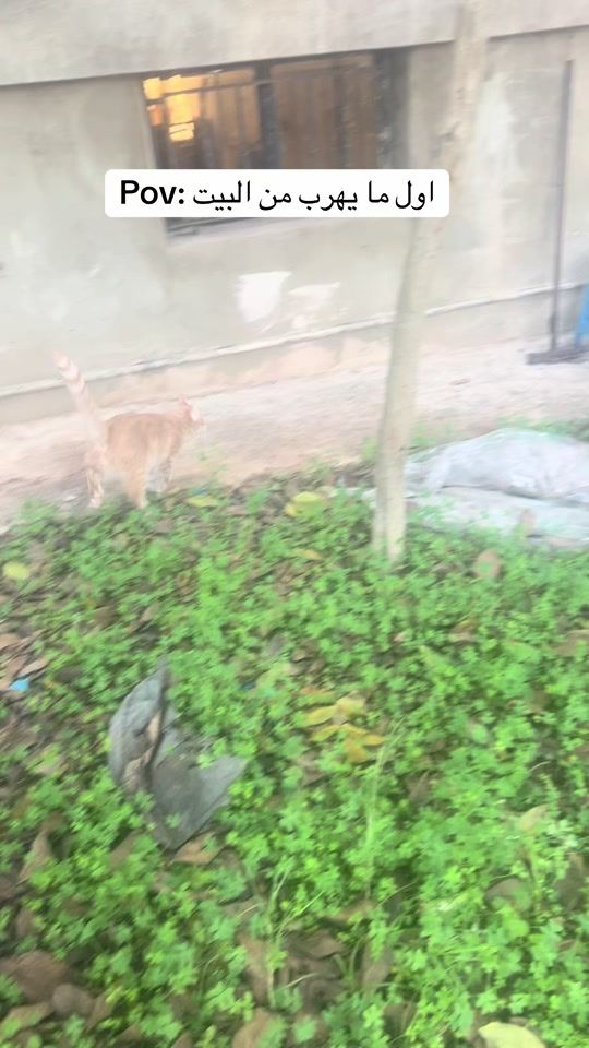 TikTok video thumbnail by joeytheorangecat1