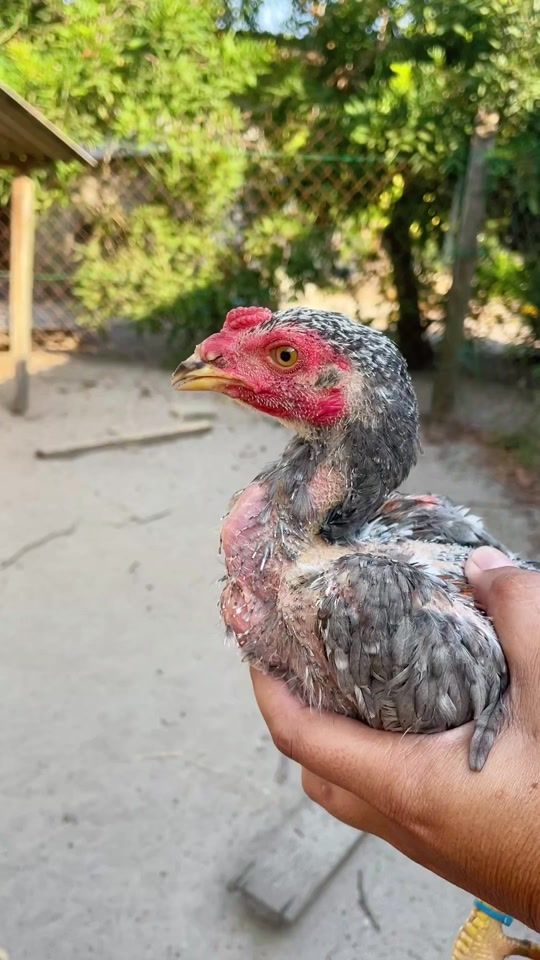 TikTok video thumbnail by abangjoefarm
