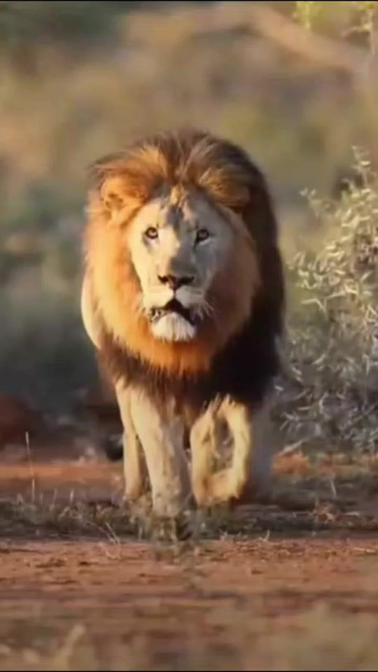TikTok video thumbnail by mr_yassine11