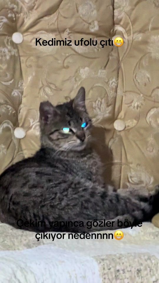 TikTok video thumbnail by eliffcee414134