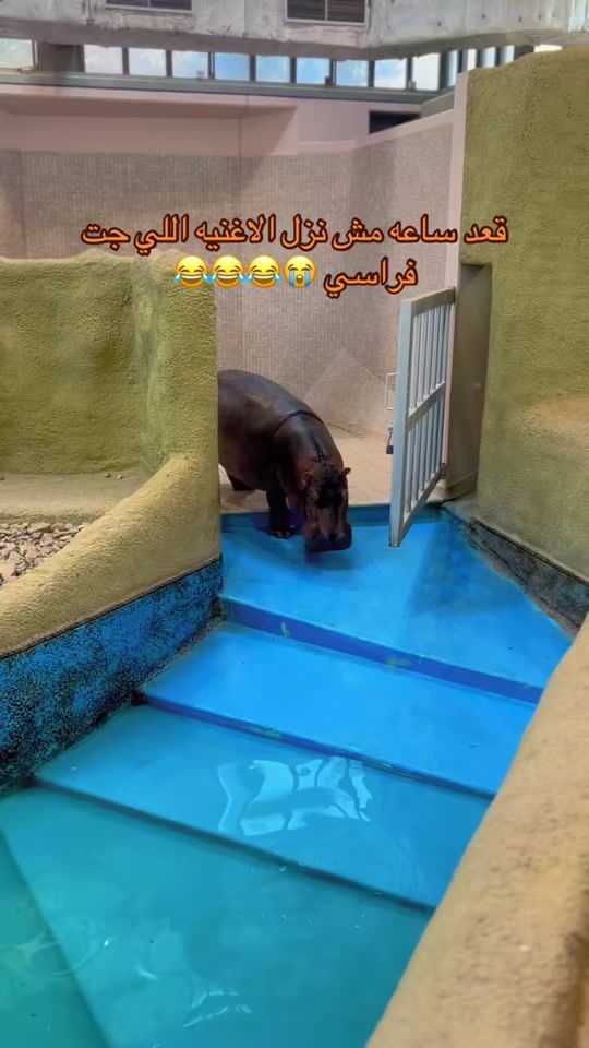 TikTok video thumbnail by entsar8604