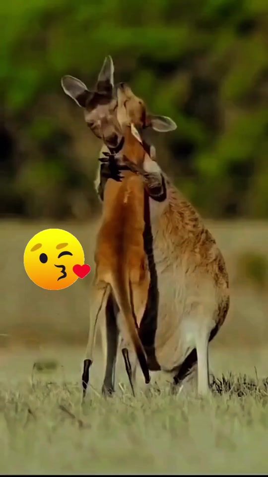 TikTok video thumbnail by quinche281