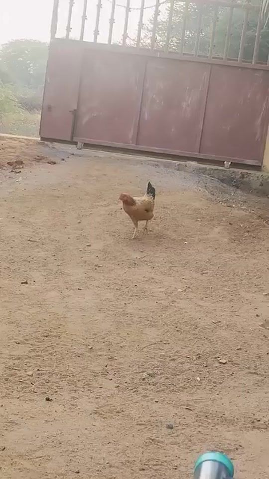 TikTok video thumbnail by rcool09