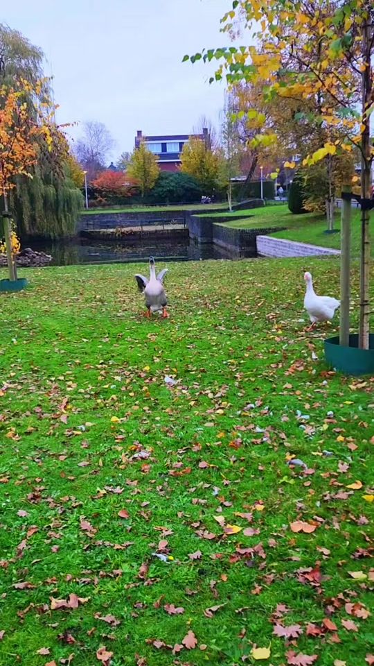 TikTok video thumbnail by samira.dxb