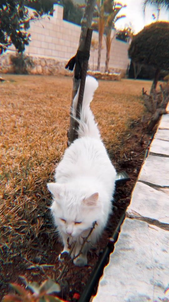 TikTok video thumbnail by fatiima.fadell00